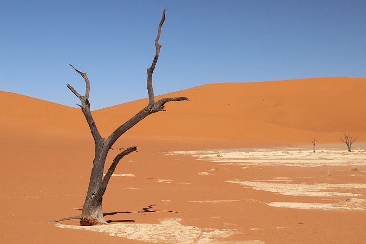 J17_0207 Dead trees.JPG